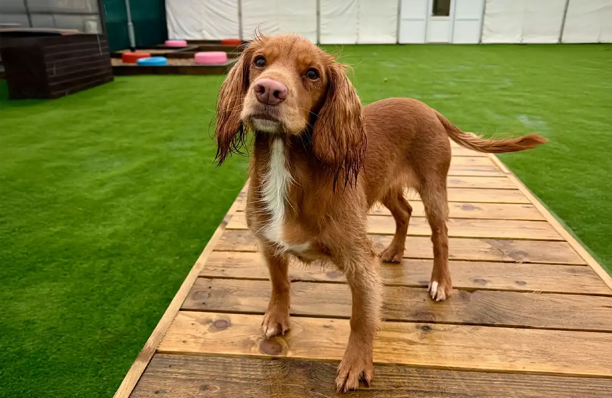 Pippa (ginger ninja)